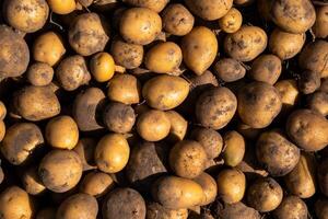 un lote de cosechado patatas acostado en un montón. otoño cosecha foto