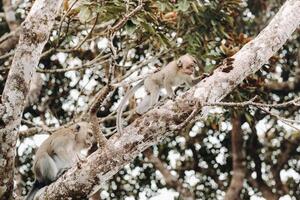A wild live monkey sits on a tree on the island of Mauritius.Monkeys in the jungle of the island of Mauritius photo