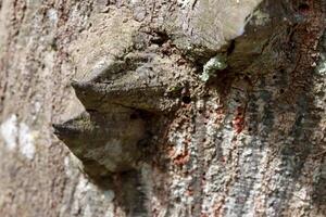 Close up of The usual bark of the Anigic Tree also known as the Floss silk that are found throughout the Savannas or Cerrados of Brazil photo