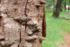 Close up of The usual bark of the Anigic Tree also known as the Floss silk that are found throughout the savannas or cerrados of Brazil photo