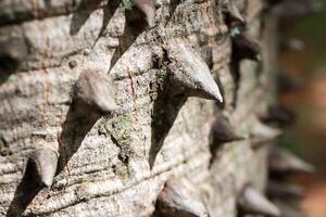 Close up of The usual bark of the Anigic Tree also known as the Floss silk that are found throughout the Savannas or Cerrados of Brazil photo