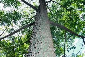 The usual bark of the Anigic Tree also known as the Floss silk that are found throughout the Savannas or Cerrados of Brazil photo