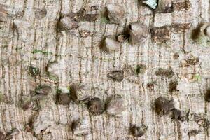 Close up of The usual bark of the Anigic Tree also known as the Floss silk that are found throughout the savannas or cerrados of Brazil photo