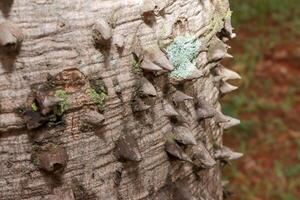 Close up of The usual bark of the Anigic Tree also known as the Floss silk that are found throughout the Savannas or Cerrados of Brazil photo