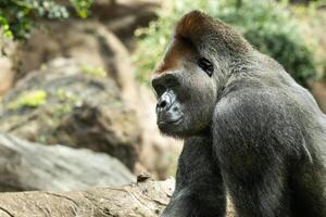 un occidental tierras bajas gorila con un puchero expresión.la gorila mira a yo foto