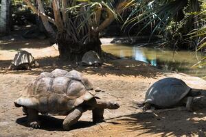 gigante tortugas dipsochelys gigantea en un tropical parque en el isla de Mauricio en el indio Oceano foto