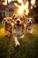 AI generated Running beagle dogs run on the green grass in summer photo