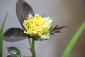 cerca arriba de amarillo rosas con un borroso antecedentes foto