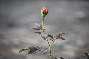 cerca arriba de naranja Rosa flor brotes en borroso antecedentes foto