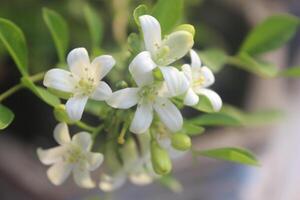 cerca arriba de japonés kemuning o murraya paniculata flores en floración con un borroso antecedentes foto