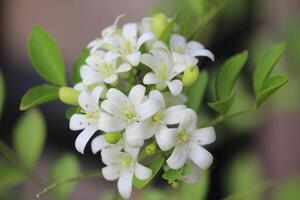 cerca arriba de japonés kemuning o murraya paniculata flores en floración con un borroso antecedentes foto