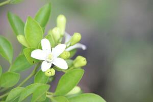 cerca arriba de japonés kemuning o murraya paniculata flores en floración con un borroso antecedentes foto