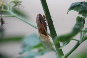 The katydid animal is climbing on the stem of a tomato plant with green leaves with a blurry background photo