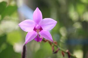 Spathoglottis plicata or purple soil Orchid flower with blurry background photo