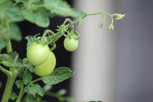 tomatoes on a tree with thick green leaves with a blurry background photo