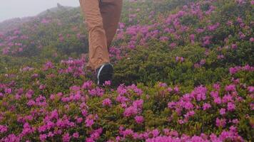 mujer pies caminando mediante denso montaña rododendro campo. video