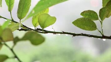 regn droppar på citron- träd. grön blad på gren. regn lätt, dugga. video