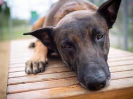 Portrait of a Belgian shepherd. photo