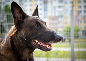 Portrait of a Belgian shepherd. photo