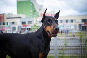 retrato de un caballero. foto