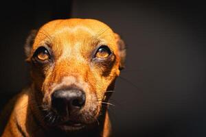 Portrait of a small brown mixed race dog, Looking into the sun. photo