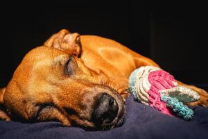 pequeño marrón perro disfruta el Dom con su juguete. foto