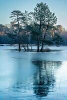 Trees on the islands in the dutch forest, Oisterwijk, The Netherlands. photo