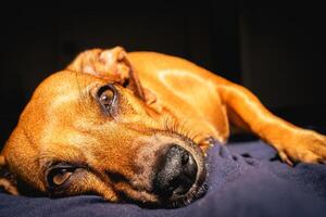 Brown little dog enjoys the sunlight. photo