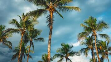 palmeras con un nublado cielo en el antecedentes. bertioga, sao Pablo, Brasil. foto