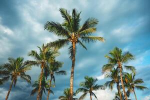 Palmtrees with a cloudy sky in the background. Bertioga, Sao Paulo, Brazil. photo