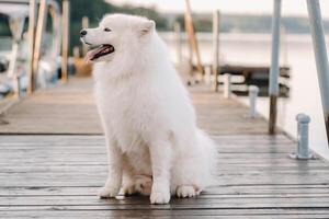 un grande blanco Samoyedo perro es sentado en el muelle cerca el yate foto