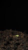 Growing seeds rising from soil vertical time lapse video. video