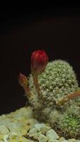 Cactus flower blooming vertical time lapse video. video