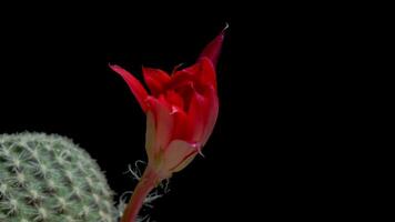 Time lapse video of red cactus flower plant, in the style of black background.