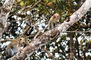 un salvaje En Vivo mono se sienta en un árbol en el isla de mauricio.monos en el selva de el isla de Mauricio foto