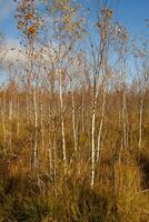 View of an autumn swamp with trees in Yelnya, Belarus. Ecosystems environmental problems climate change photo