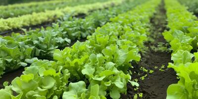 AI generated Fresh Green Lettuce Farming   Organic Growth photo