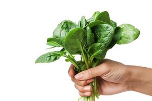 AI generated Healthy Spinach in Manicured Hand Isolated photo