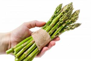 AI generated Fresh Green Asparagus Bunch in Hand photo