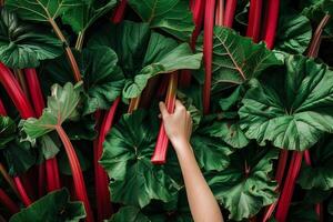 AI generated Organic Rhubarb Harvest with Copyspace photo