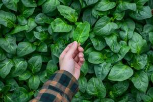 AI generated Organic Spinach Harvest, Fresh Handpicked Leaf photo