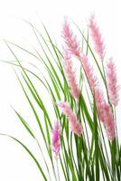 AI generated Elegant pink pampas grass with lush green blades isolated on a white background, ideal for gardening, interior design, or botanical concepts photo