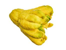 Buddhas Hand Citrus Fruit on White photo