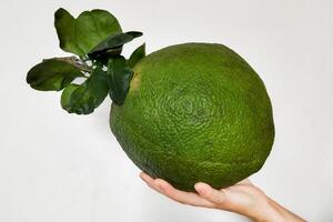 Giant Green Avocado Presentation with Copy Space photo