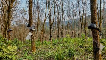 Rubber Plantation Harvest, Lush Forest Background photo