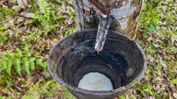 Natural Rubber Latex Harvest in Plantation photo