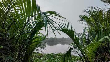 brumoso tropical lago con palma marco foto