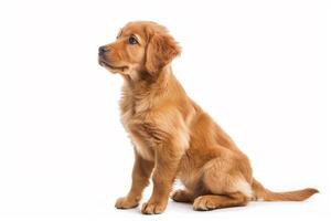 AI generated Attentive Golden Retriever Puppy Profile Pose photo