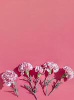 AI generated Elegant pink carnations with delicate white edges arranged on a pastel pink background, ideal for Mothers Day promotions or spring themed design projects photo