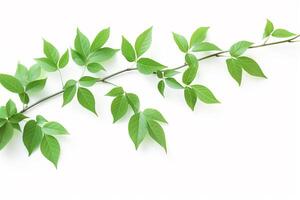 AI generated Spring Freshness, Green Leaves Isolated on White photo